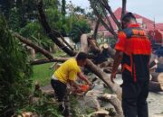BPBD Pohuwato Gerak Cepat Tangani Pohon Tumbang dan Antisipasi Genangan Air di Kecamatan Marisa