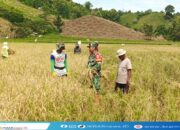 BABINSA KWANDANG DAMPINGI KELOMPOK TANI PANEN PADI DI DESA TOLANGO