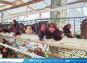 Lagi-lagi Keputusan DPRD Tak Hentikan Aktivitas Polemik Kandang Ayam di Kelurahan Tenilo, Ada Apa ?