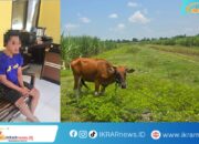 Gerak Cepat Polsek Paguyaman, Sapi Yang Hilang di Siang Hari Berhasil Ditemukan Dan Pelaku Ditangkap Dalam Hitungan Jam
