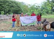 Tebar Qurban hingga Kampung Halaman, CV Dwi Indo Cipta Salurkan Sapi Qurban Sambut Idul Adha 1447 H